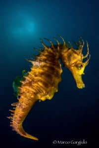 Yellow Submarine by Marco Gargiulo 